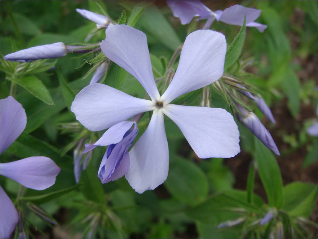 Image of Phlox divaricata specimen.