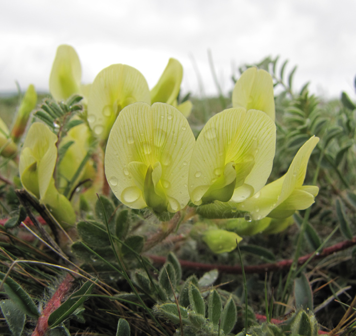 Изображение особи Astragalus utriger.