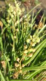 Cochlearia subspecies norvegica
