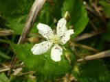 Rubus caesius. Цветок и бутоны. Ставропольский край, Будённовский р-н, с. Покойное. 23.08.2009.