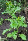 Senecio vulgaris