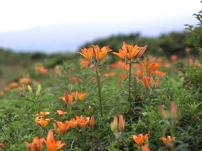 Изображение особи Lilium pensylvanicum.