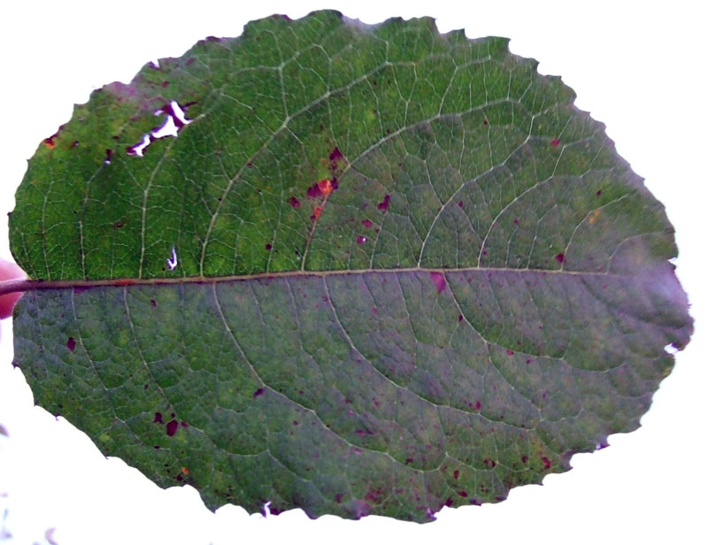Image of Salix caprea specimen.