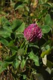 Trifolium pratense