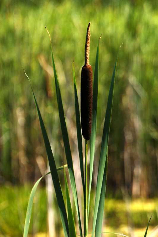 Изображение особи Typha latifolia.