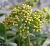 Crithmum maritimum