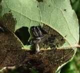 Image of taxon representative. Author is Геннадий Окатов