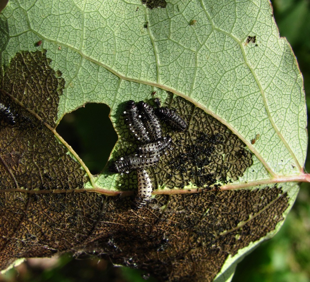 Image of Populus tremula specimen.