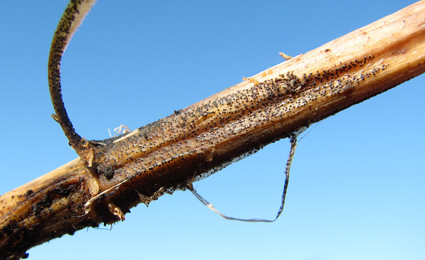 Image of Urtica dioica specimen.