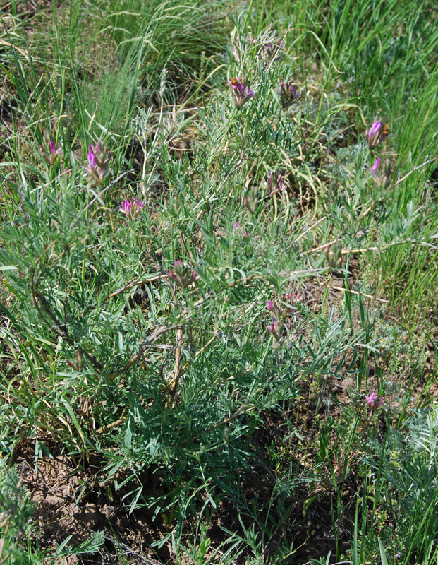 Изображение особи Astragalus brachylobus.