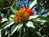 Alloxylon flammeum. Верхушка ветви с соцветиями. Австралия, г. Брисбен, ботанический сад. 30.08.2015.