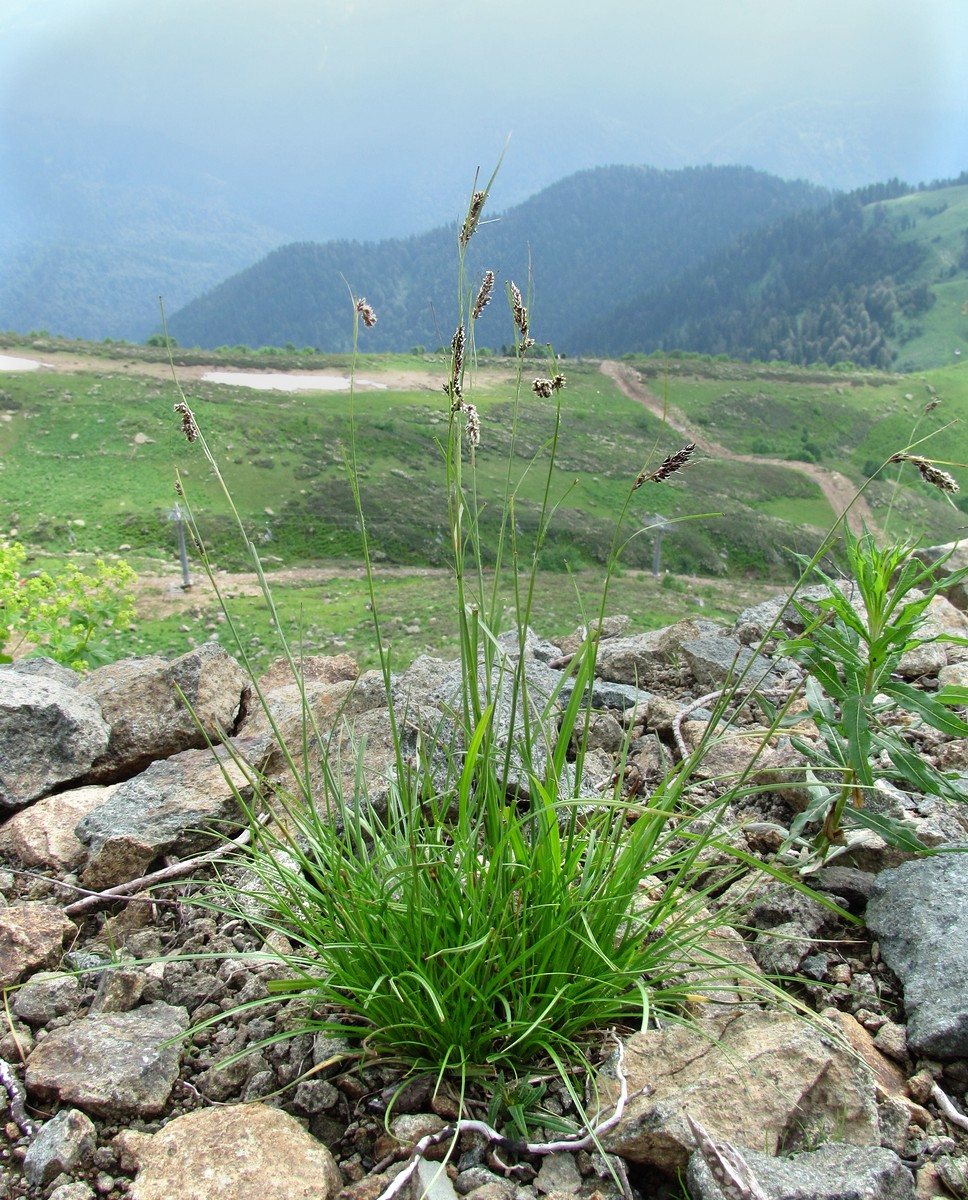 Изображение особи Luzula spicata.