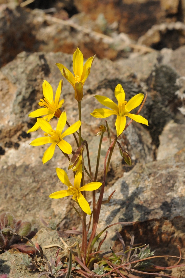 Image of Gagea bulbifera specimen.