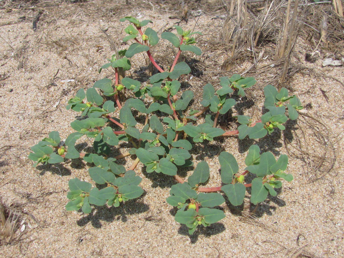 Изображение особи Euphorbia peplis.