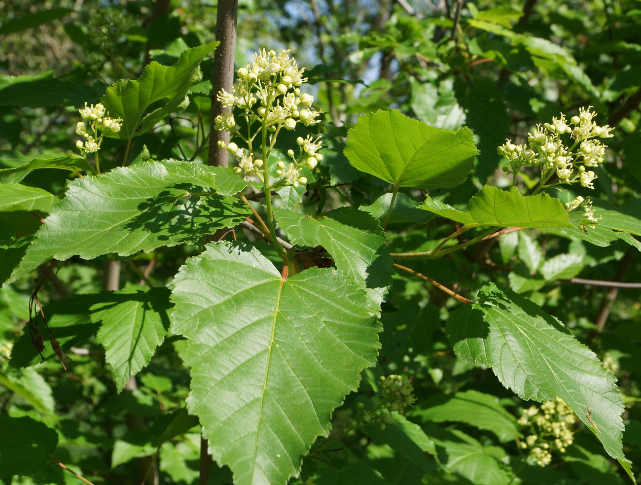 Image of Acer tataricum specimen.