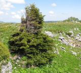 Abies nordmanniana