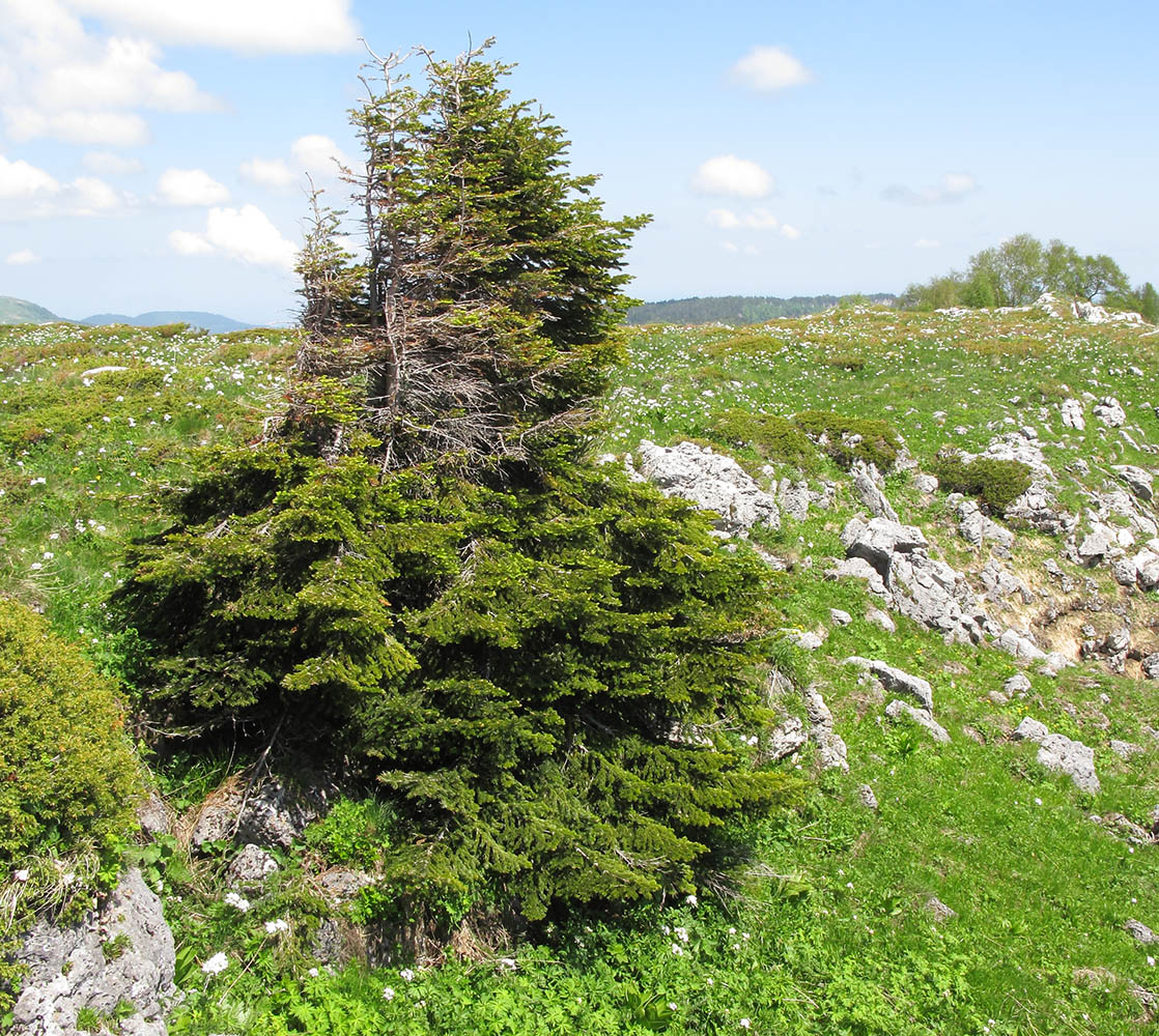 Изображение особи Abies nordmanniana.