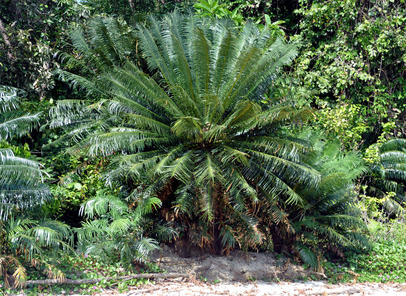 Image of Cycas rumphii specimen.