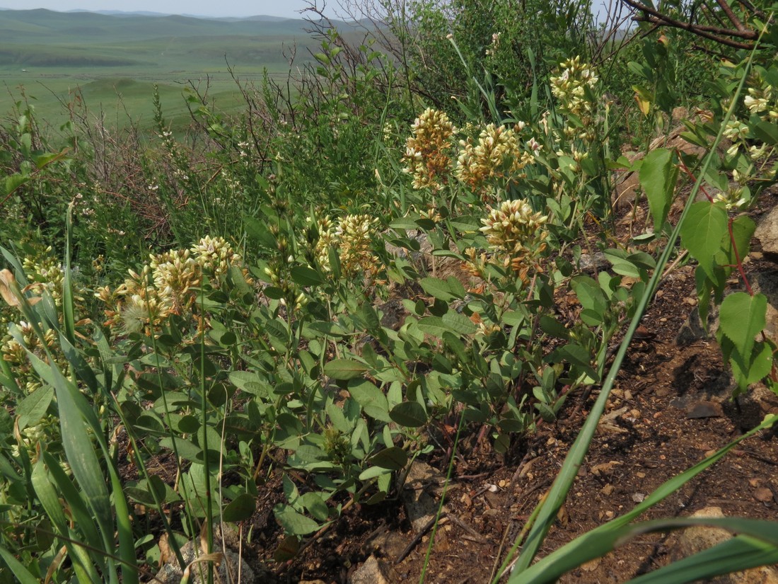 Изображение особи Lespedeza davurica.