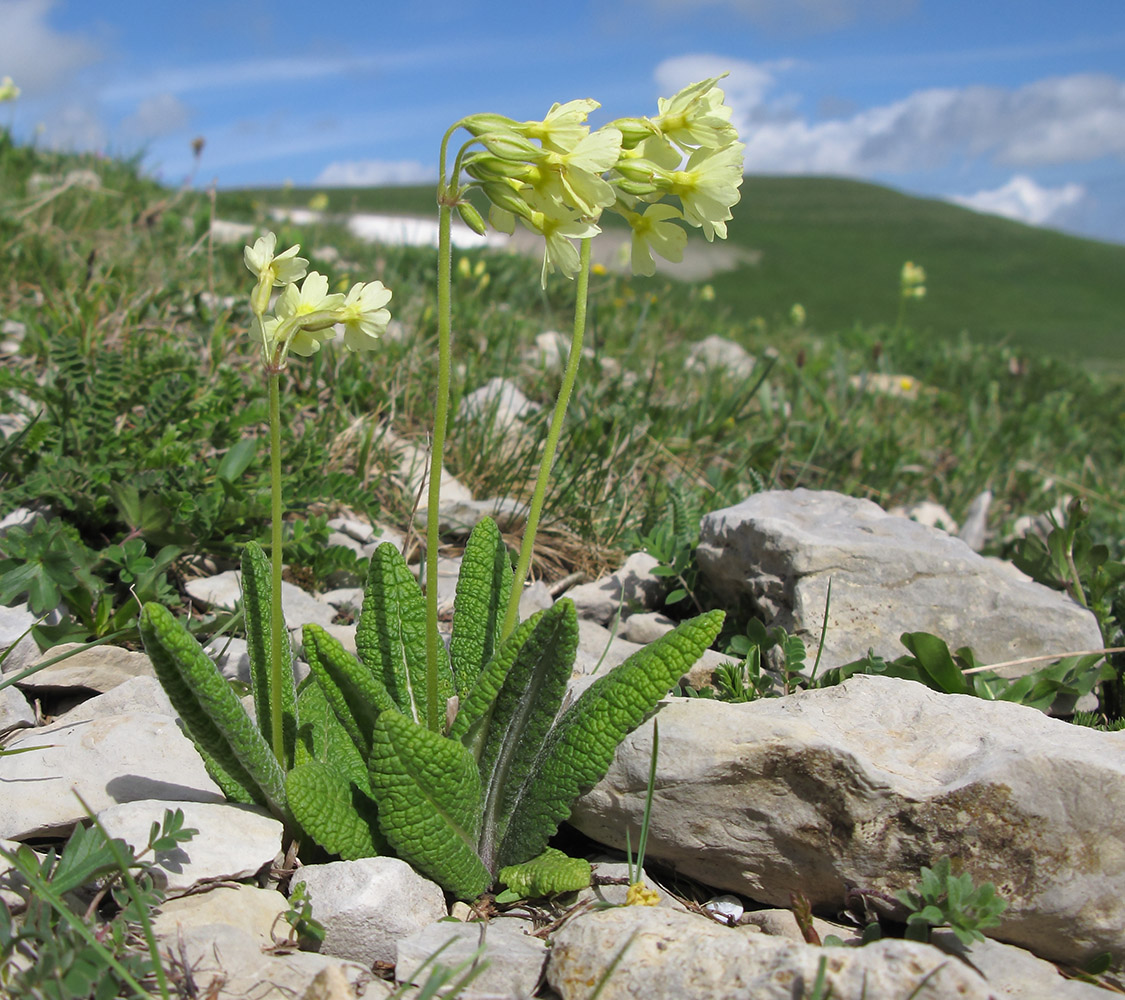 Image of Primula ruprechtii specimen.