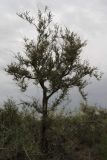 Astragalus brachypus