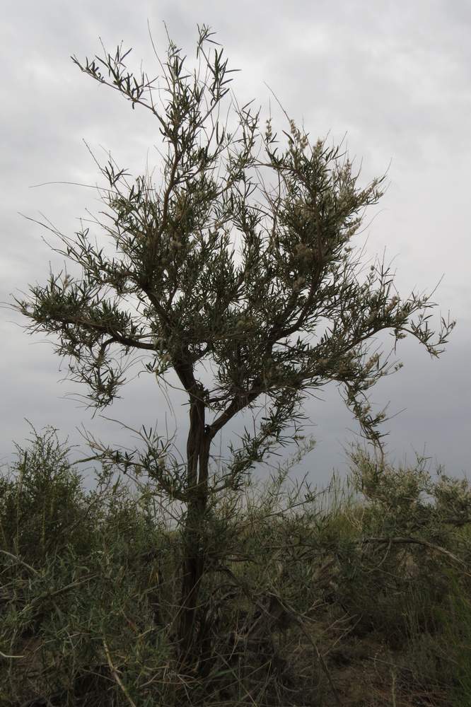 Image of Astragalus brachypus specimen.