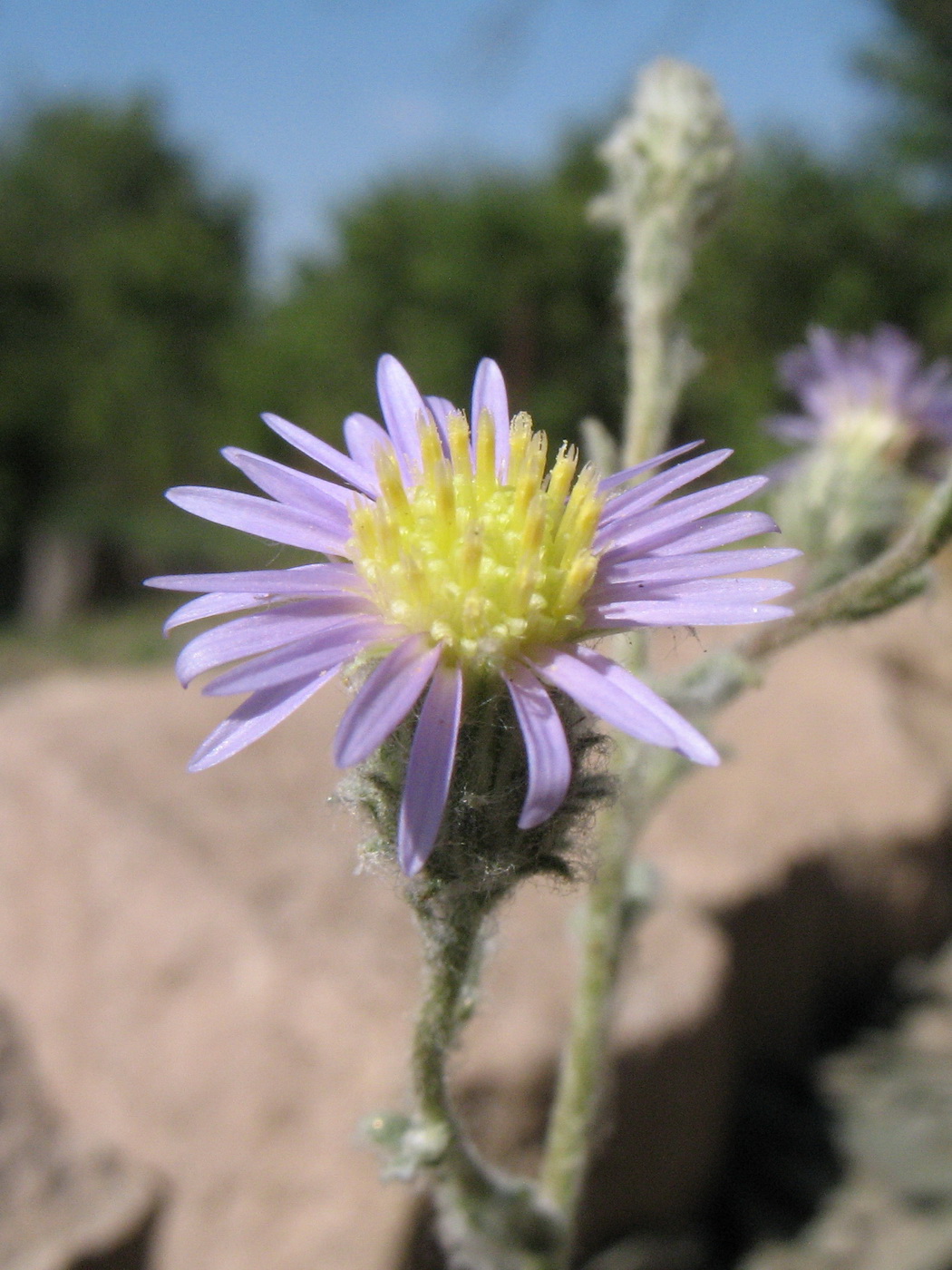 Image of Lachnophyllum gossypinum specimen.