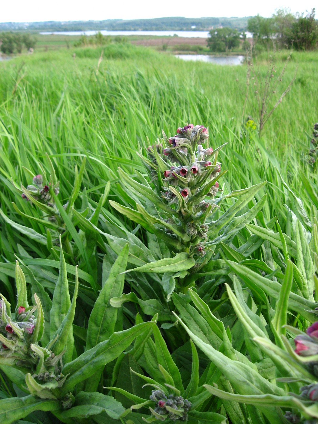 Image of Cynoglossum officinale specimen.