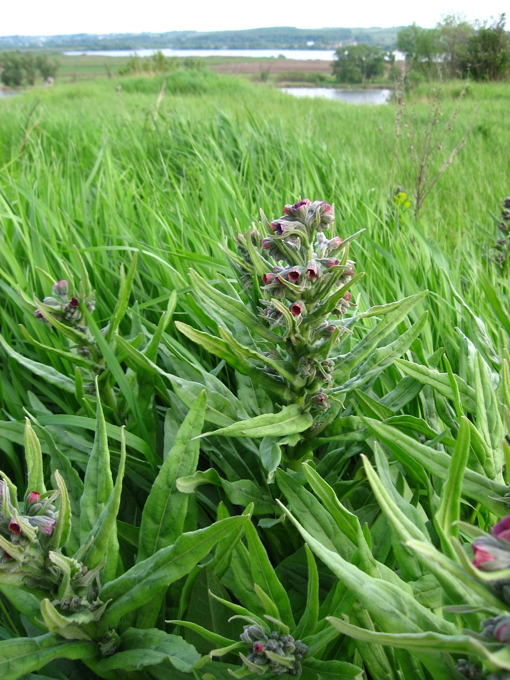 Изображение особи Cynoglossum officinale.