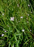 Epilobium palustre. Верхняя часть цветущего растения. Иркутская обл., Иркутский р-н, дер. Позднякова, заболоченный луг. 29.07.2014.
