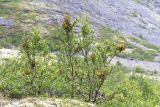 Betula czerepanovii