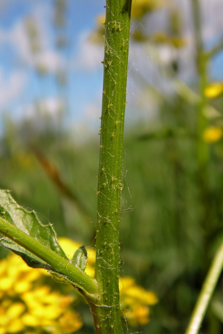 Image of Bunias orientalis specimen.