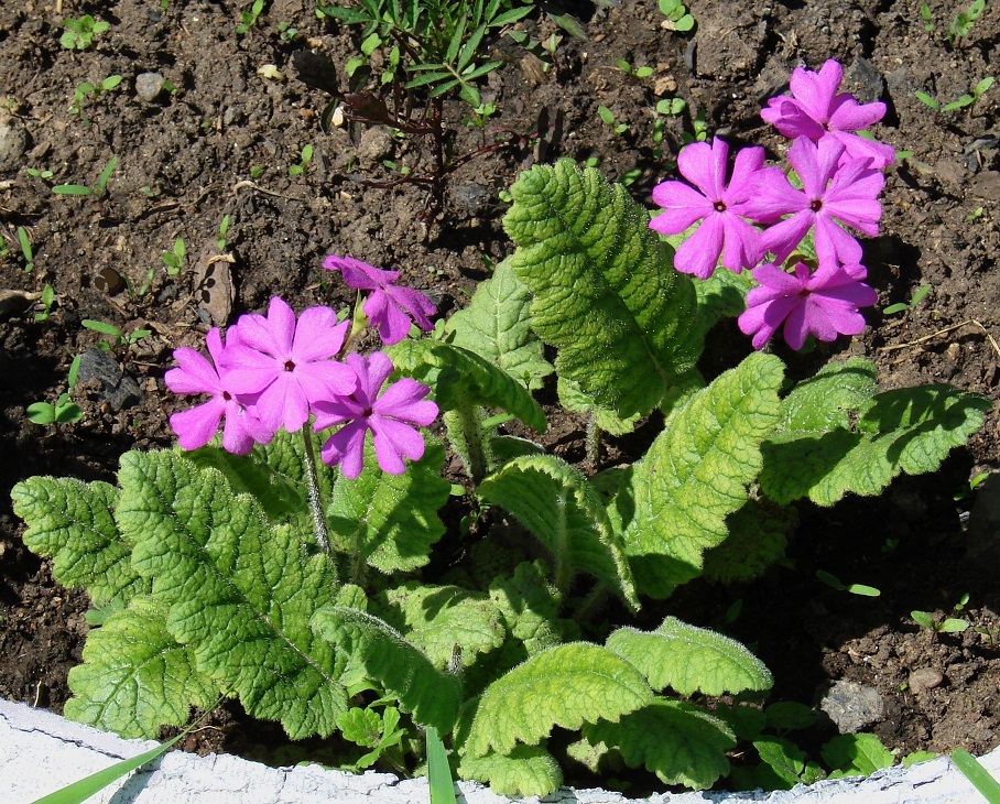 Image of Primula patens specimen.