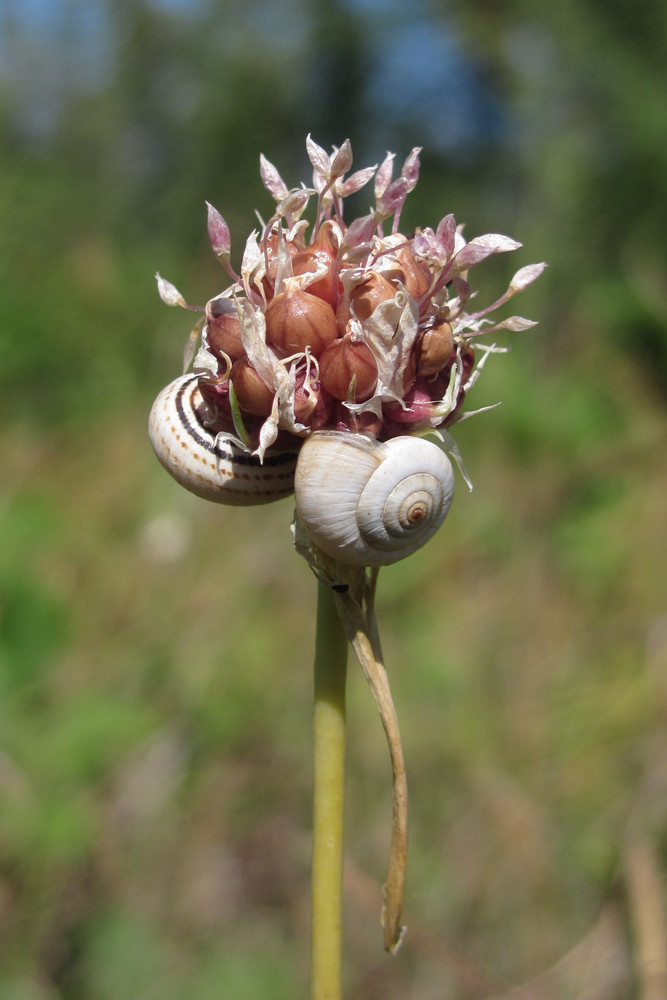 Image of Allium sativum specimen.