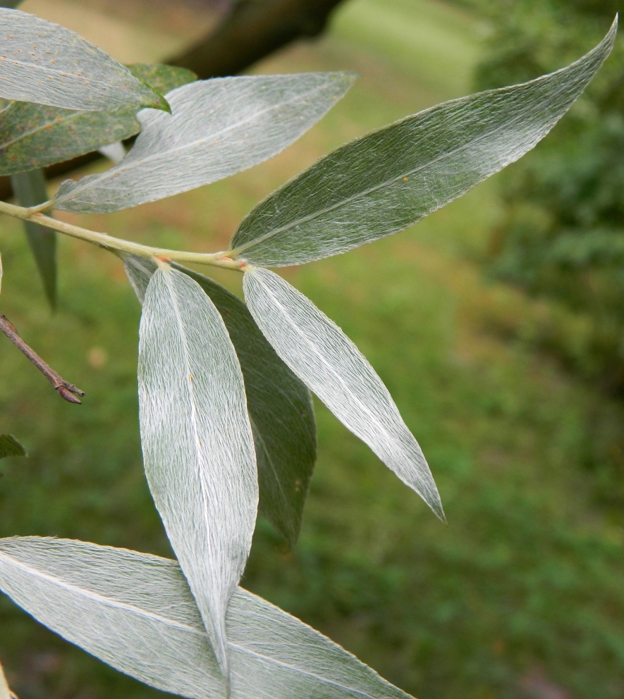 Изображение особи Salix alba.