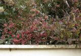 Dodonaea viscosa. Часть кроны со зреющими плодами; var. purpurea. Израиль, Шарон, пос. Кфар Шмариягу, в культуре во дворе. 18.02.2015.