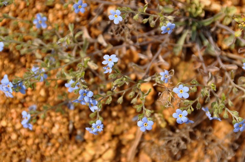 Изображение особи Amblynotus rupestris.