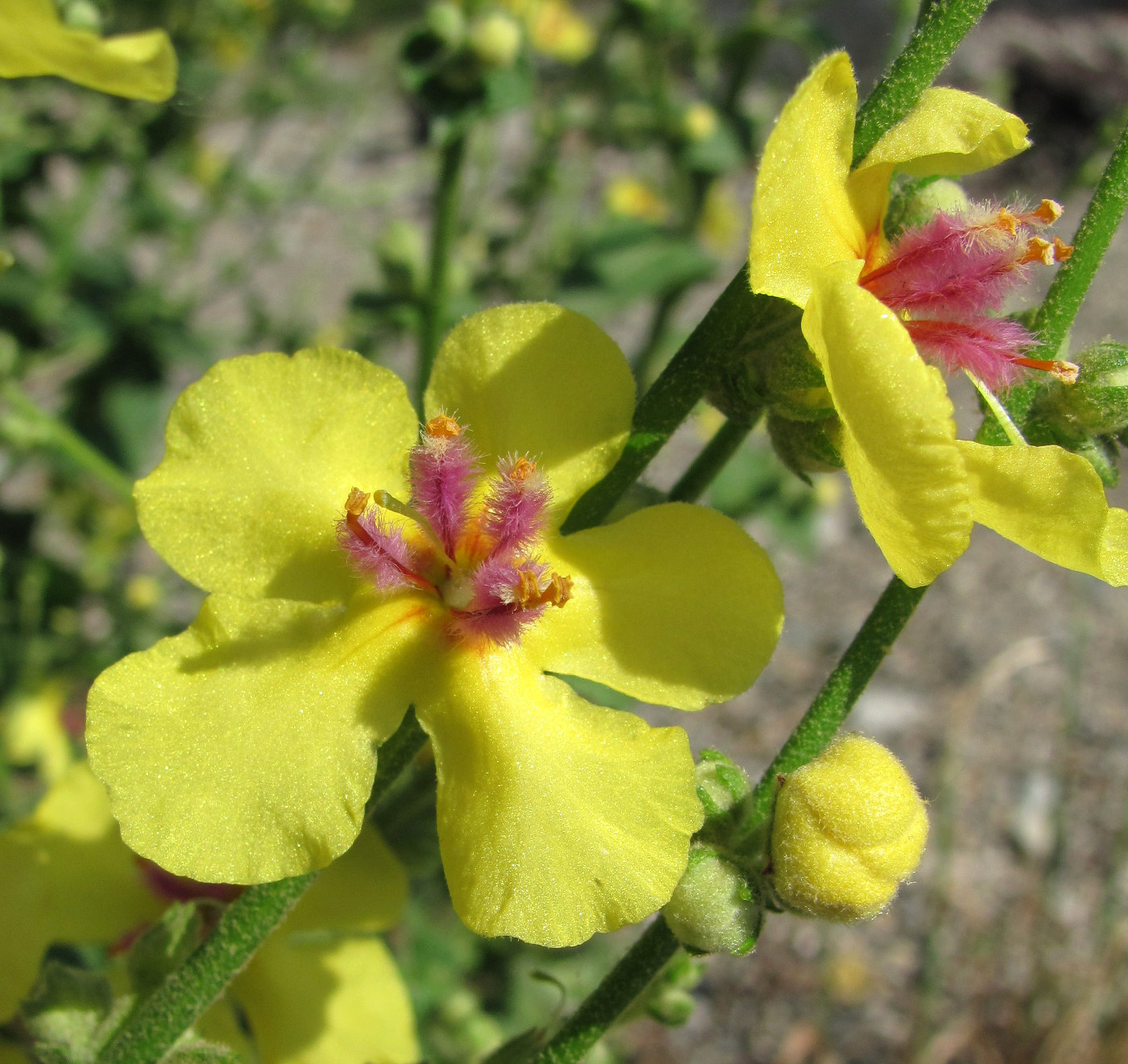 Изображение особи Verbascum sinuatum.