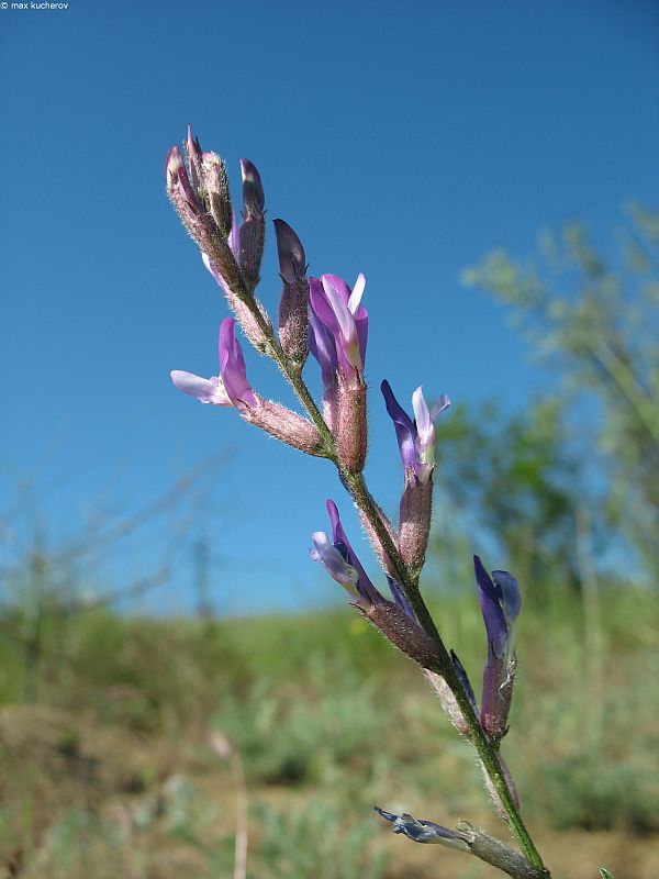 Изображение особи Astragalus varius.