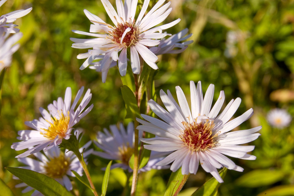 Изображение особи Symphyotrichum &times; salignum.