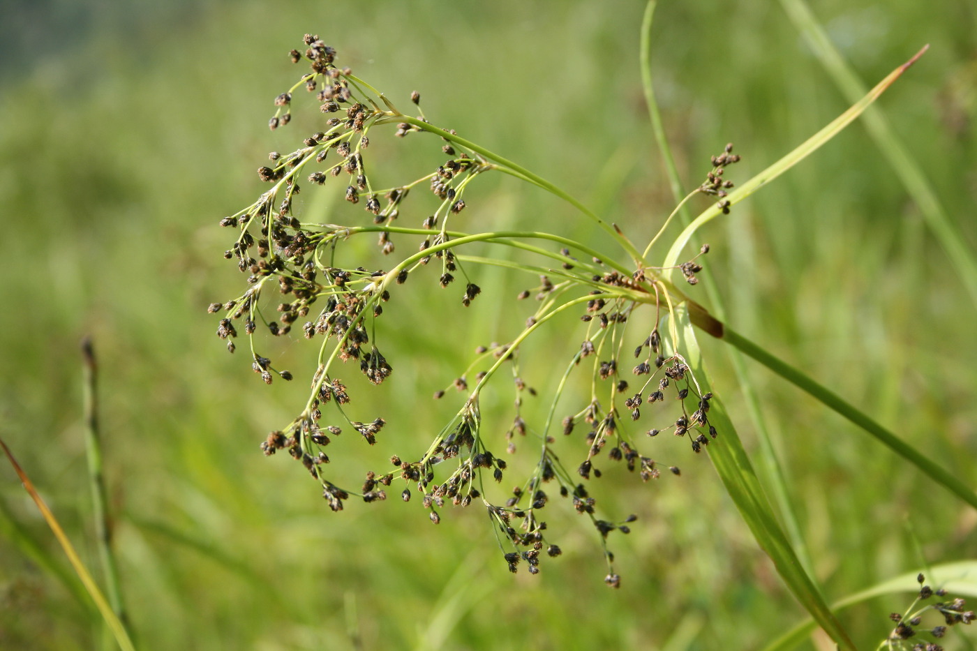 Изображение особи Scirpus sylvaticus.