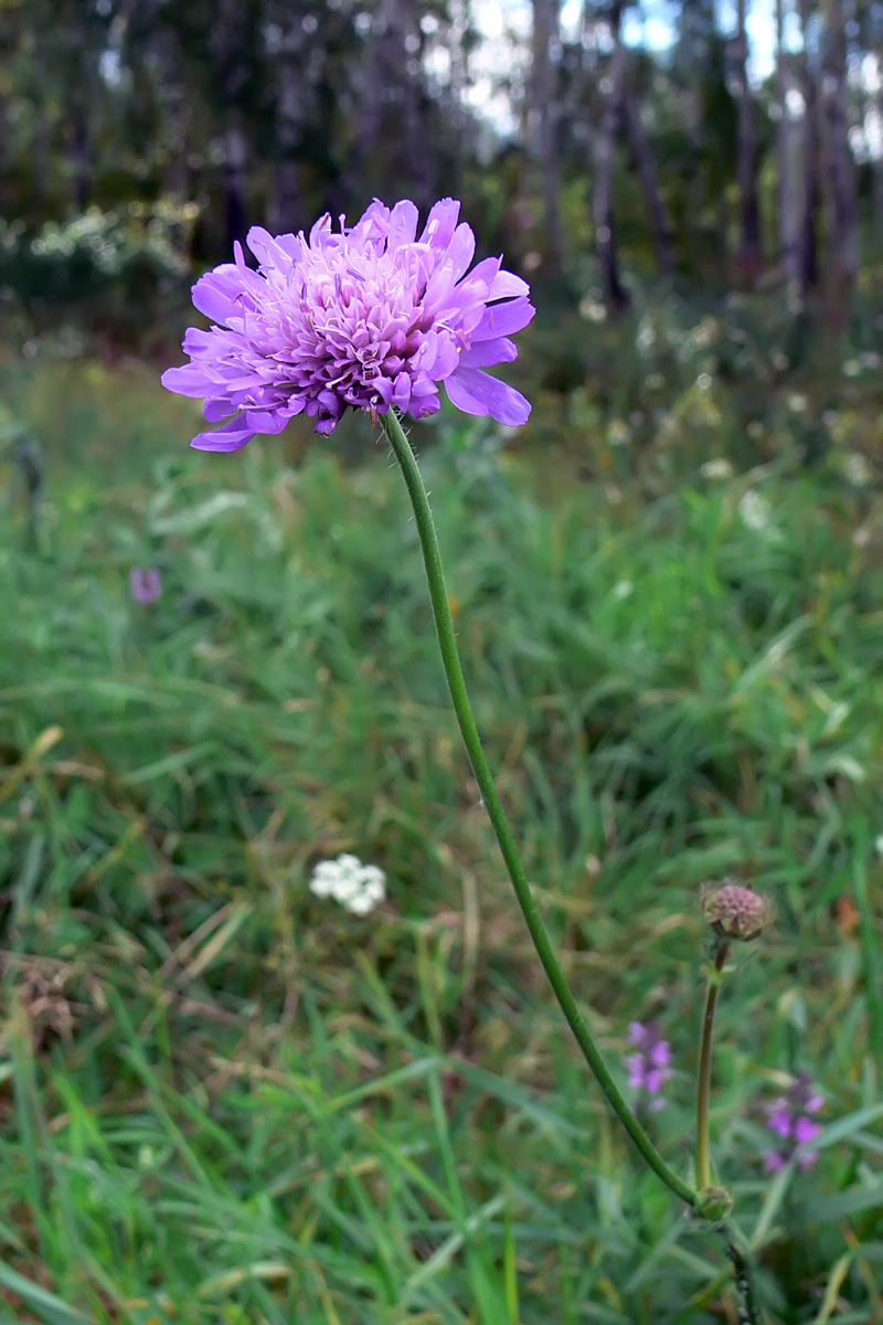 Изображение особи Knautia arvensis.