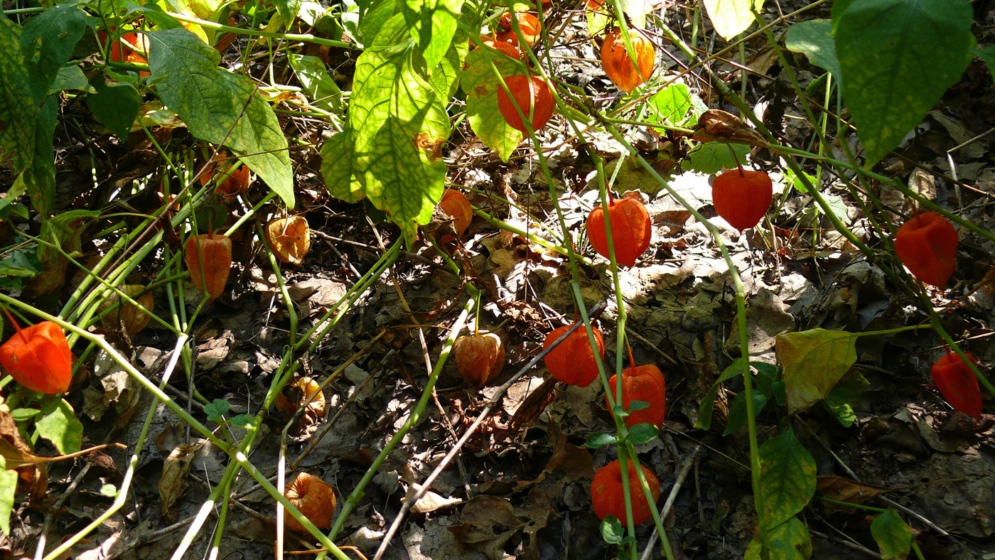 Image of Alkekengi officinarum specimen.
