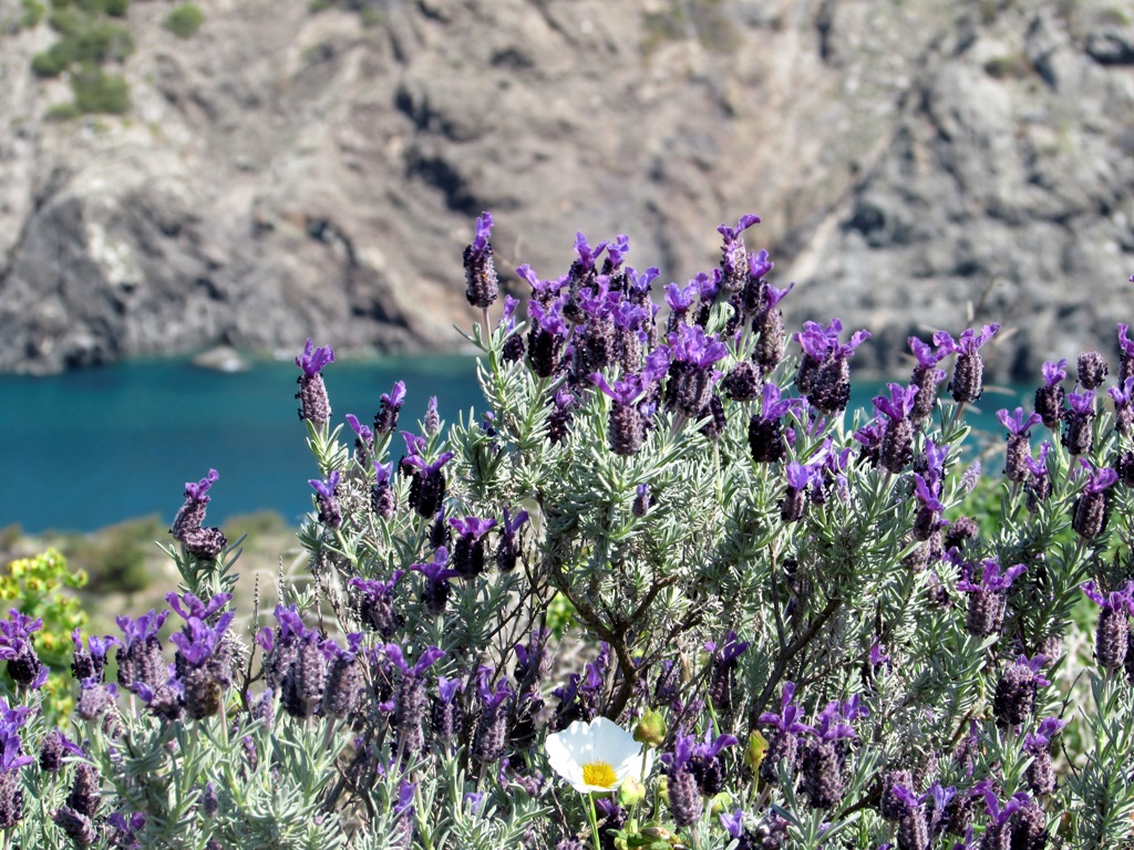 Image of Lavandula stoechas specimen.