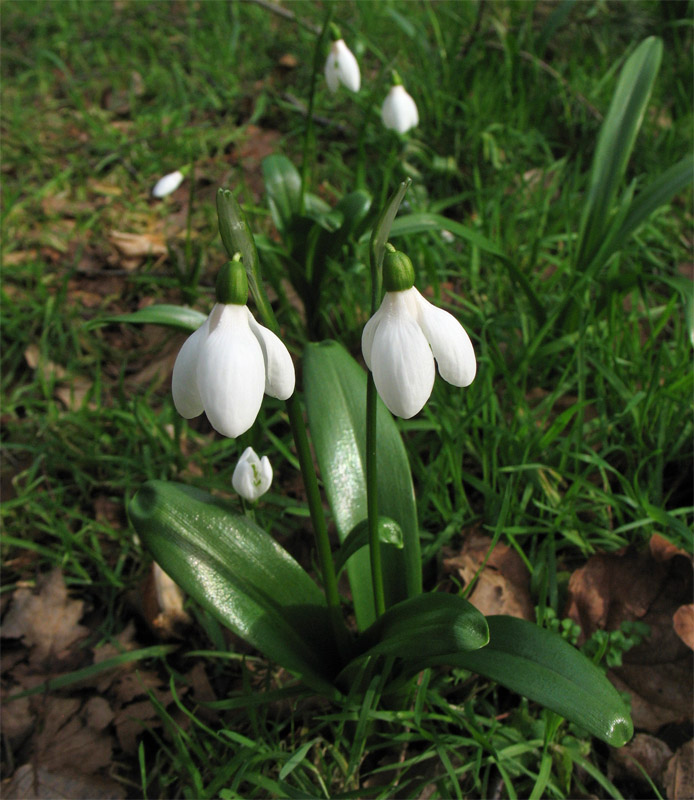 Image of Galanthus woronowii specimen.