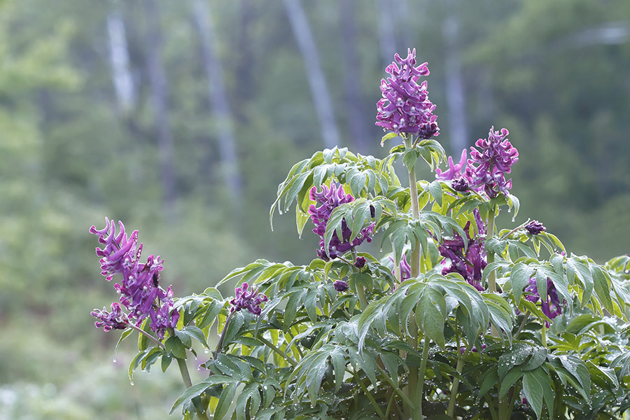 Изображение особи Corydalis gigantea.