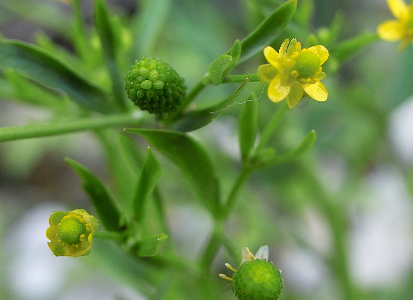 Изображение особи Ranunculus sceleratus.