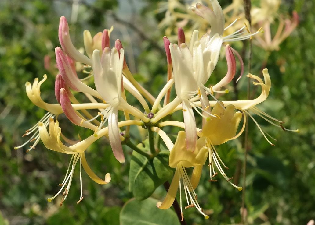 Изображение особи Lonicera etrusca.