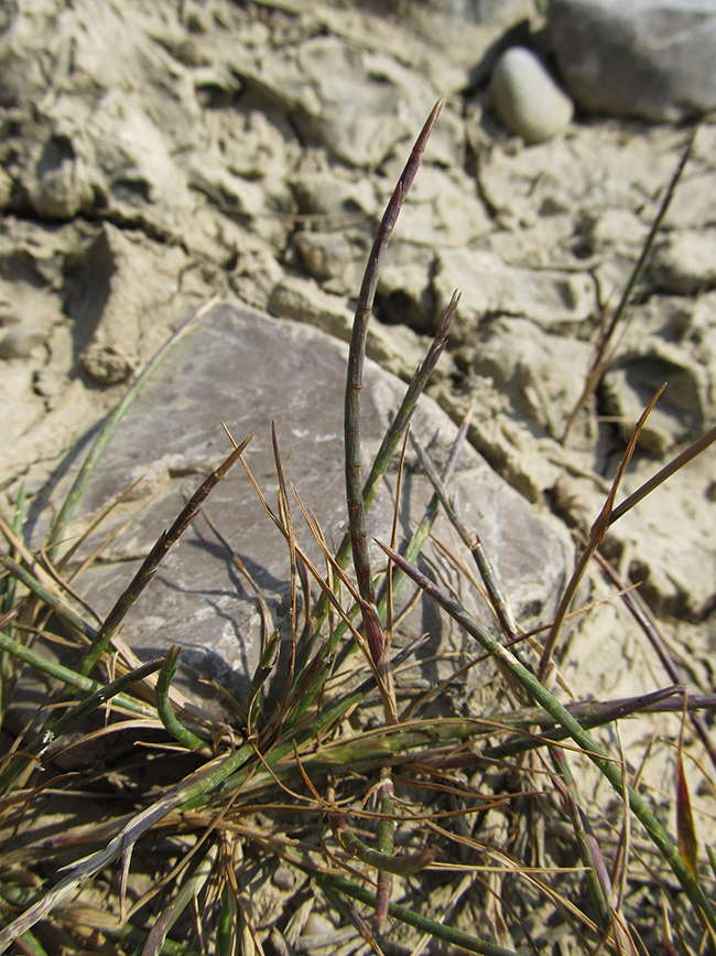 Image of Monerma cylindrica specimen.