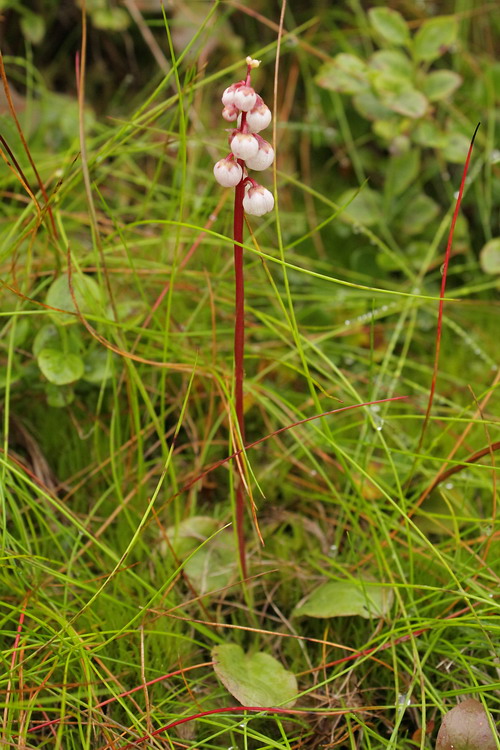 Изображение особи Pyrola minor.